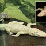 O amado crocodilo albino de São Francisco, Claude, morre aos 30 anos