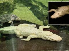 O amado crocodilo albino de São Francisco, Claude, morre aos 30 anos O amado crocodilo albino de São Francisco, Claude, morre aos 30 anos