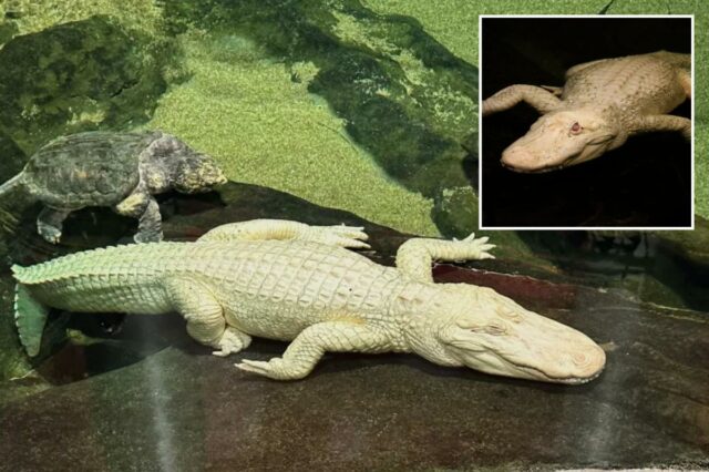 O amado crocodilo albino de São Francisco, Claude, morre aos 30 anos
