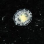 An image of the Turritopsis dohrnii jellyfish.