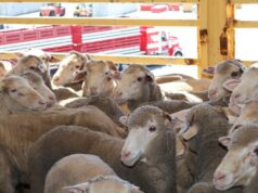 O candidato ideal para assumir a função nacional de defesa da exportação viva foi nomeado O candidato ideal para assumir a função nacional de defesa da exportação viva foi nomeado