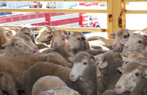 O candidato ideal para assumir a função nacional de defesa da exportação viva foi nomeado O candidato ideal para assumir a função nacional de defesa da exportação viva foi nomeado