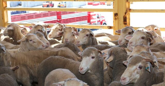 O candidato ideal para assumir a função nacional de defesa O candidato ideal para assumir a função nacional de defesa da exportação viva foi nomeado