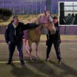 Policiais ajudando um cavalo à noite em uma estrada pavimentada.