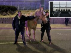 O cavalo em fuga ‘Sundance’ corre pelas rodovias perto do aeroporto JFK antes da captura segura: imagens selvagens Policiais ajudando um cavalo à noite em uma estrada pavimentada.