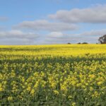 O futuro é dourado à medida que as colheitas de canola de WA atingem território recorde