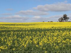 O futuro é dourado à medida que as colheitas de canola de WA atingem território recorde O futuro é dourado à medida que as colheitas de canola de WA atingem território recorde