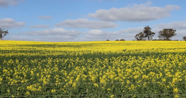 O futuro é dourado à medida que as colheitas de canola de WA atingem território recorde
