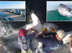 O grande tubarão branco de 700 libras, Bella, vai para Virginia Beach para férias em uma rara primeira migração SWNS