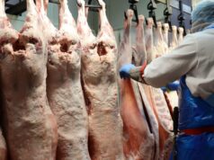 O maior processador de gado de WA oferece mais de US$ 10/kg para garantir o fornecimento de cordeiro no verão O maior processador de gado de WA oferece mais de US$ 10/kg para garantir o fornecimento de cordeiro no verão