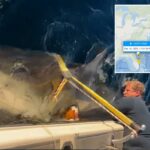 O maior tubarão branco macho 'Contender' é visto se movendo para águas mais quentes dos EUA no inverno