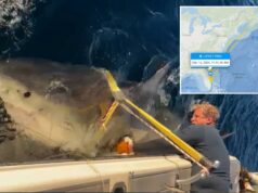 O maior tubarão branco macho ‘Contender’ é visto se movendo para águas mais quentes dos EUA no inverno O maior tubarão branco macho 'Contender' é visto se movendo para águas mais quentes dos EUA no inverno