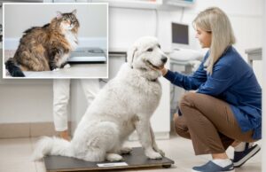 O primeiro implante de GLP-1 para animais de estimação promete grandes benefícios na perda de peso O primeiro implante de GLP-1 para animais de estimação promete grandes benefícios na perda de peso