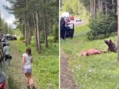 O vídeo captura turistas se comportando de forma imprudente em relação a uma ameaça potencial no parque nacional: ‘Você está brincando comigo?’ Yahoo news home
