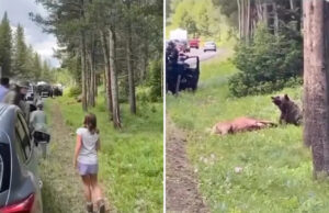 O vídeo captura turistas se comportando de forma imprudente em relação a uma ameaça potencial no parque nacional: ‘Você está brincando comigo?’ Yahoo news home