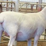 Oferta atrai interesse de criadores de todo o país e garante genética