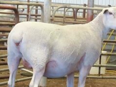 Oferta atrai interesse de criadores de todo o país e garante genética Oferta atrai interesse de criadores de todo o país e garante genética