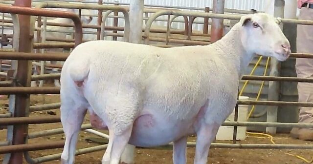 Oferta atrai interesse de criadores de todo o país e garante genética
