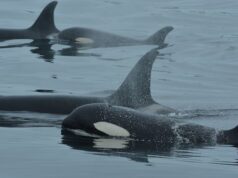 Orcas e golfinhos capturados em vídeo colaborando para caçar salmão Um golfinho é visto colocando a cabeça acima da água.