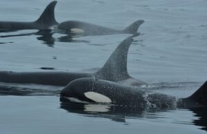 Orcas e golfinhos capturados em vídeo colaborando para caçar salmão Um golfinho é visto colocando a cabeça acima da água.