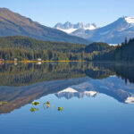 Um urso pardo e sua família ao lado de um lago no Alasca