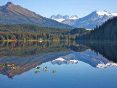 Os 5 estados da América com mais lagos Um urso pardo e sua família ao lado de um lago no Alasca