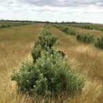 Os agricultores encontram novas maneiras de utilizar o solo afetado pelo sal no Grande Sul