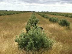Os agricultores encontram novas maneiras de utilizar o solo afetado pelo sal no Grande Sul Os agricultores encontram novas maneiras de utilizar o solo afetado pelo sal no Grande Sul