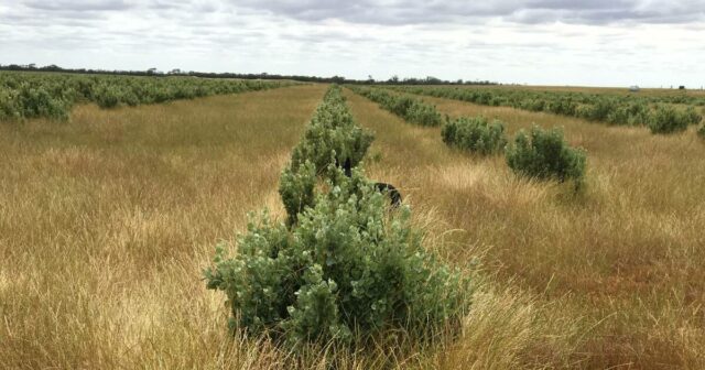 Os agricultores encontram novas maneiras de utilizar o solo afetado Os agricultores encontram novas maneiras de utilizar o solo afetado pelo sal no Grande Sul