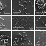 Uma seleção das 26 novas espécies bacterianas descobertas na sala limpa, apesar da instalação ser ultra-higienizada e altamente controlada