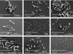 Os cientistas ficam perplexos ao descobrir 26 espécies bacterianas desconhecidas nas salas limpas ultra-higienizadas da NASA – enquanto alertam ‘pare e verifique tudo novamente’ Uma seleção das 26 novas espécies bacterianas descobertas na sala limpa, apesar da instalação ser ultra-higienizada e altamente controlada
