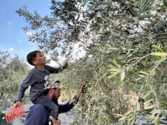 Os lagares de azeite ficam em silêncio enquanto a Cisjordânia tem sua pior colheita de azeitona em anos INTERATIVO - ataques de colonos - 1º DEZ, 2025-1764740922