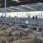 Os líderes da indústria de WA dizem que um rebanho menor deve sustentar preços firmes durante anos