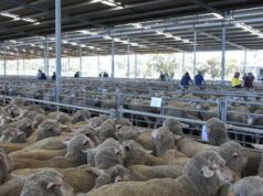 Os líderes da indústria de WA dizem que um rebanho menor deve sustentar preços firmes durante anos Os líderes da indústria de WA dizem que um rebanho menor deve sustentar preços firmes durante anos