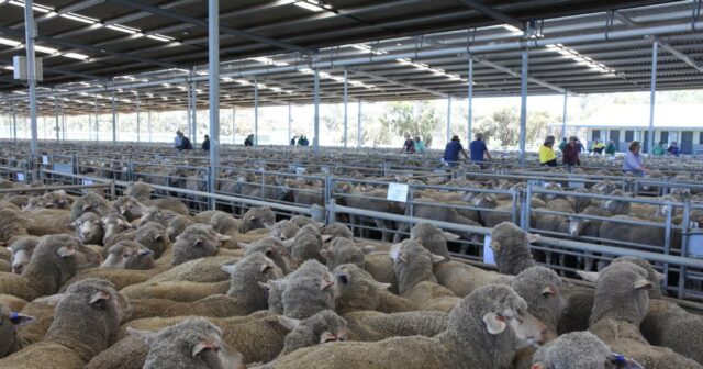 Os líderes da indústria de WA dizem que um rebanho menor deve sustentar preços firmes durante anos
