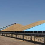 Os números continuam elevados apesar das proibições de colheita, do tempo húmido e dos cortes de energia