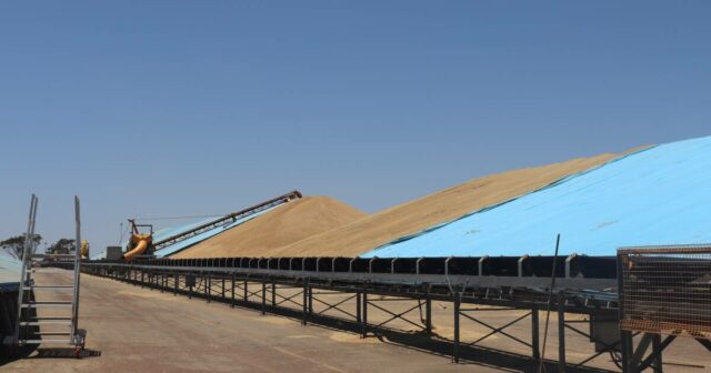 Os números continuam elevados apesar das proibições de colheita, do tempo húmido e dos cortes de energia
