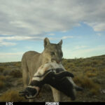 A pata de um puma levantou dois pinguins de frente.