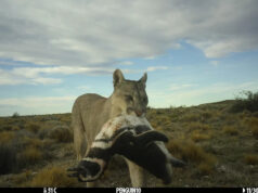 Os pumas voltaram para a Patagônia – e conheceram pinguins. O que aconteceu a seguir surpreendeu os cientistas. A pata de um puma levantou dois pinguins de frente.