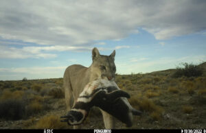 Os pumas voltaram para a Patagônia – e conheceram pinguins. O que aconteceu a seguir surpreendeu os cientistas. A pata de um puma levantou dois pinguins de frente.