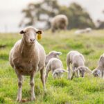 Os três desenvolvimentos que os produtores de ovinos precisam ficar de olho em 2026