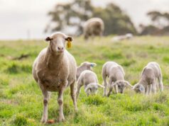 Os três desenvolvimentos que os produtores de ovinos precisam ficar de olho em 2026 Os três desenvolvimentos que os produtores de ovinos precisam ficar de olho em 2026