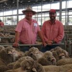 Ovelhas em demanda, vendidas por quase o dobro dos preços pagos na mesma venda no ano passado