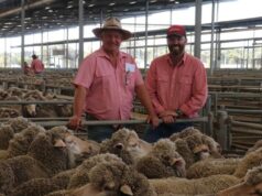 Ovelhas em demanda, vendidas por quase o dobro dos preços pagos na mesma venda no ano passado Ovelhas em demanda, vendidas por quase o dobro dos preços pagos na mesma venda no ano passado