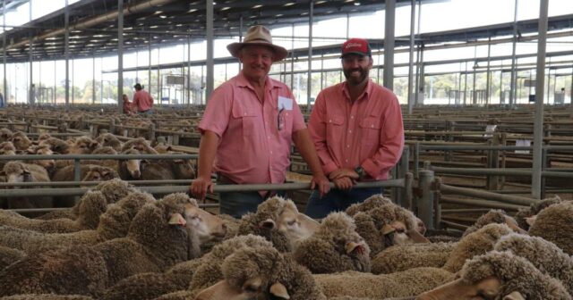 Ovelhas em demanda, vendidas por quase o dobro dos preços Ovelhas em demanda, vendidas por quase o dobro dos preços pagos na mesma venda no ano passado