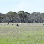 Perspectiva para o valor dos terrenos em 2026 é muito positiva impulsionada por operadores familiares