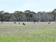 Perspectiva para o valor dos terrenos em 2026 é muito positiva impulsionada por operadores familiares Perspectiva para o valor dos terrenos em 2026 é muito positiva impulsionada por operadores familiares