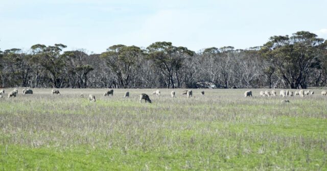 Perspectiva para o valor dos terrenos em 2026 é muito positiva impulsionada por operadores familiares
