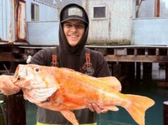 Pescador da Califórnia provavelmente quebra recordes ao pescar rockfish-canário de 10,25 libras Pescador da Califórnia provavelmente quebra recordes ao pescar rockfish-canário de 10,25 libras