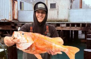 Pescador da Califórnia provavelmente quebra recordes ao pescar rockfish-canário de 10,25 libras Pescador da Califórnia provavelmente quebra recordes ao pescar rockfish-canário de 10,25 libras